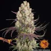 Gary Payton Strain – product view 13