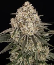AK Strain – product view 1