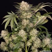 AK Strain – product view 2