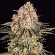 AK Strain – product view 3