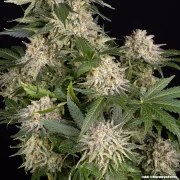AK Strain – product view 4