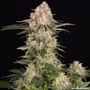 AK Strain – product view 5