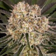 AK Strain – product view 6