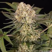 AK Strain – product view 7