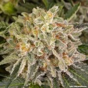 AK Strain – product view 8