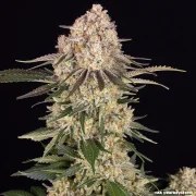 AK Strain – product view 9