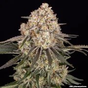 AK Strain – product view 10