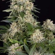 AK Strain – product view 11