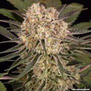 AK Strain – product view 12