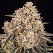 AK Strain – product view 13
