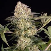 AK Strain – product view 14