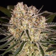 AK Strain – product view 15