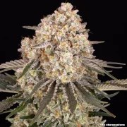 AK Strain – product view 16