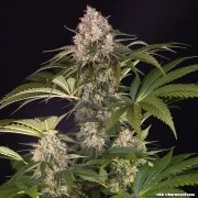 AK Strain – product view 17