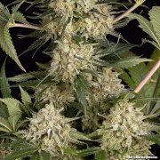 AK Strain – product view 18