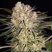 AK Strain – product view 19