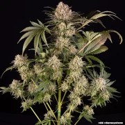 AK Strain – product view 20