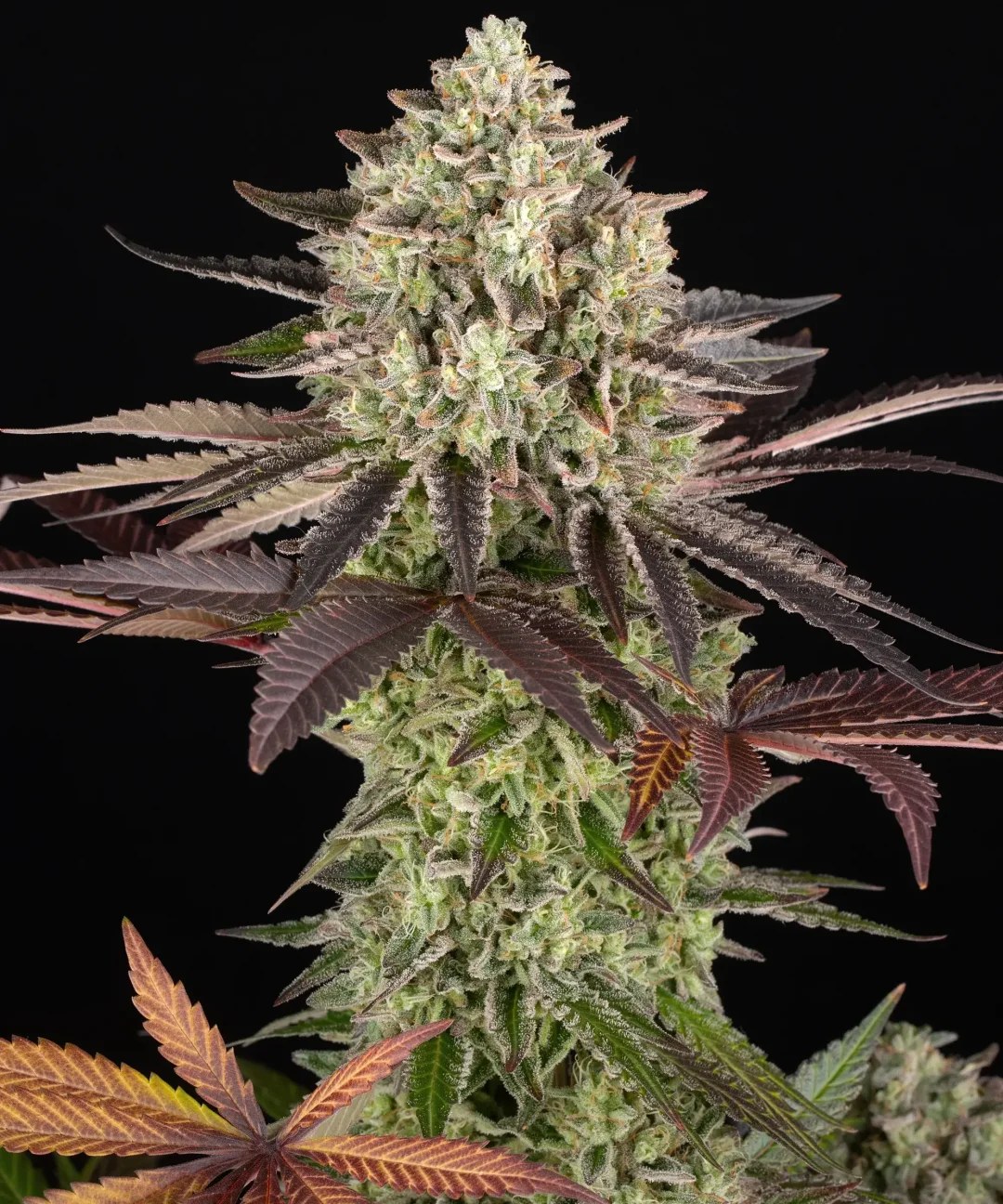 Apple Fritter Strain – product view 1