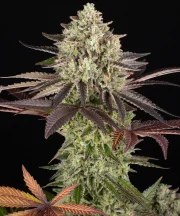 Apple Fritter Strain – product view 1