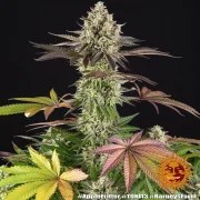 Apple Fritter Strain – product view 2