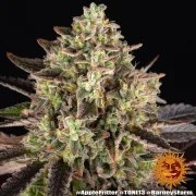 Apple Fritter Strain – product view 3