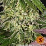Apple Fritter Strain – product view 4