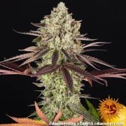 Apple Fritter Strain – product view 5