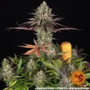 Apple Fritter Strain – product view 6