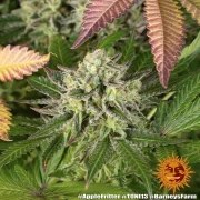 Apple Fritter Strain – product view 7