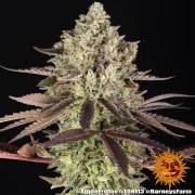 Apple Fritter Strain – product view 8