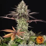 Apple Fritter Strain – product view 9