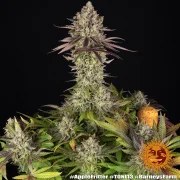 Apple Fritter Strain – product view 10