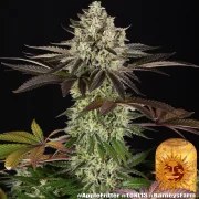 Apple Fritter Strain – product view 11