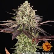 Apple Fritter Strain – product view 12