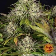 Apple Fritter Strain – product view 13