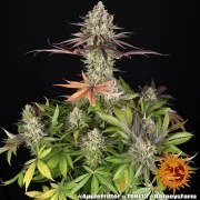 Apple Fritter Strain – product view 14