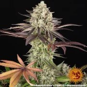 Apple Fritter Strain – product view 15