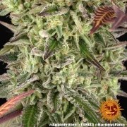 Apple Fritter Strain – product view 16