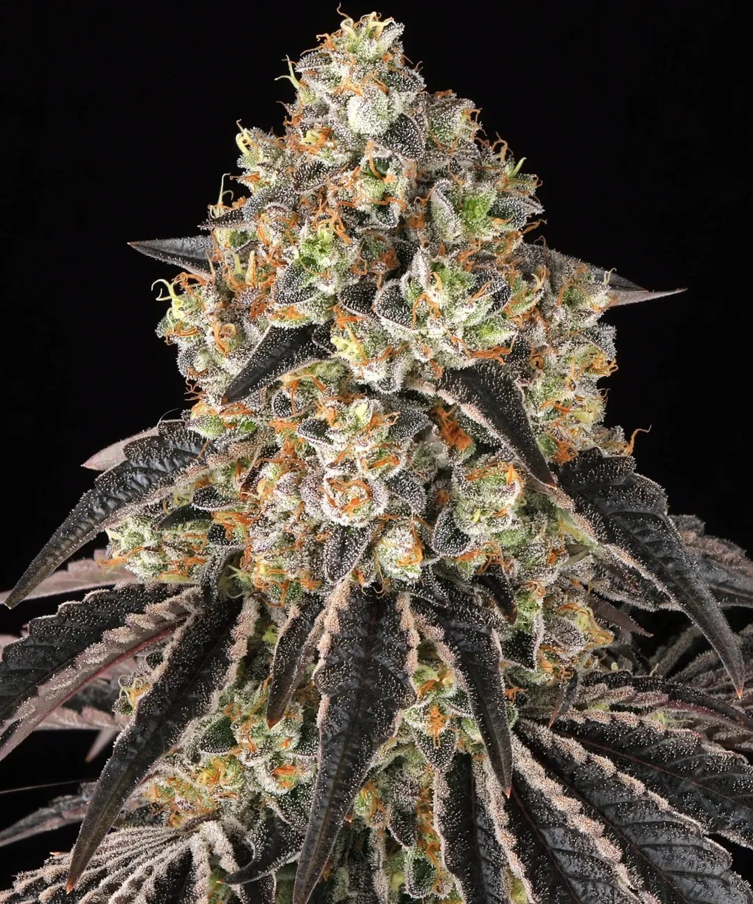 Black Cherry Gushers Strain – product view 1