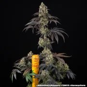 Black Cherry Gushers Strain – product view 2