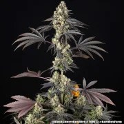 Black Cherry Gushers Strain – product view 3