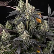 Black Cherry Gushers Strain – product view 4