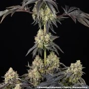 Black Cherry Gushers Strain – product view 5