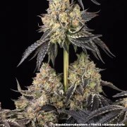 Black Cherry Gushers Strain – product view 6