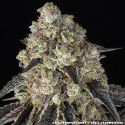 Black Cherry Gushers Strain – product view 7