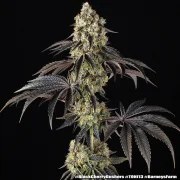 Black Cherry Gushers Strain – product view 8