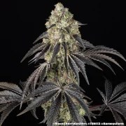 Black Cherry Gushers Strain – product view 9