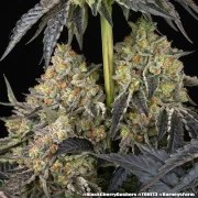 Black Cherry Gushers Strain – product view 10