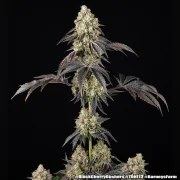 Black Cherry Gushers Strain – product view 11