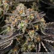 Black Cherry Gushers Strain – product view 12
